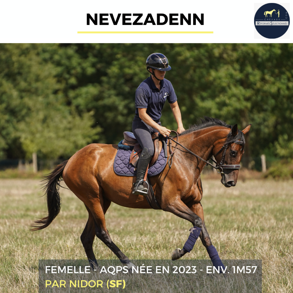 Merrie Autre Que Pur-Sang (Geen volbloed) Te koop 2023 Donker bruin / bai
