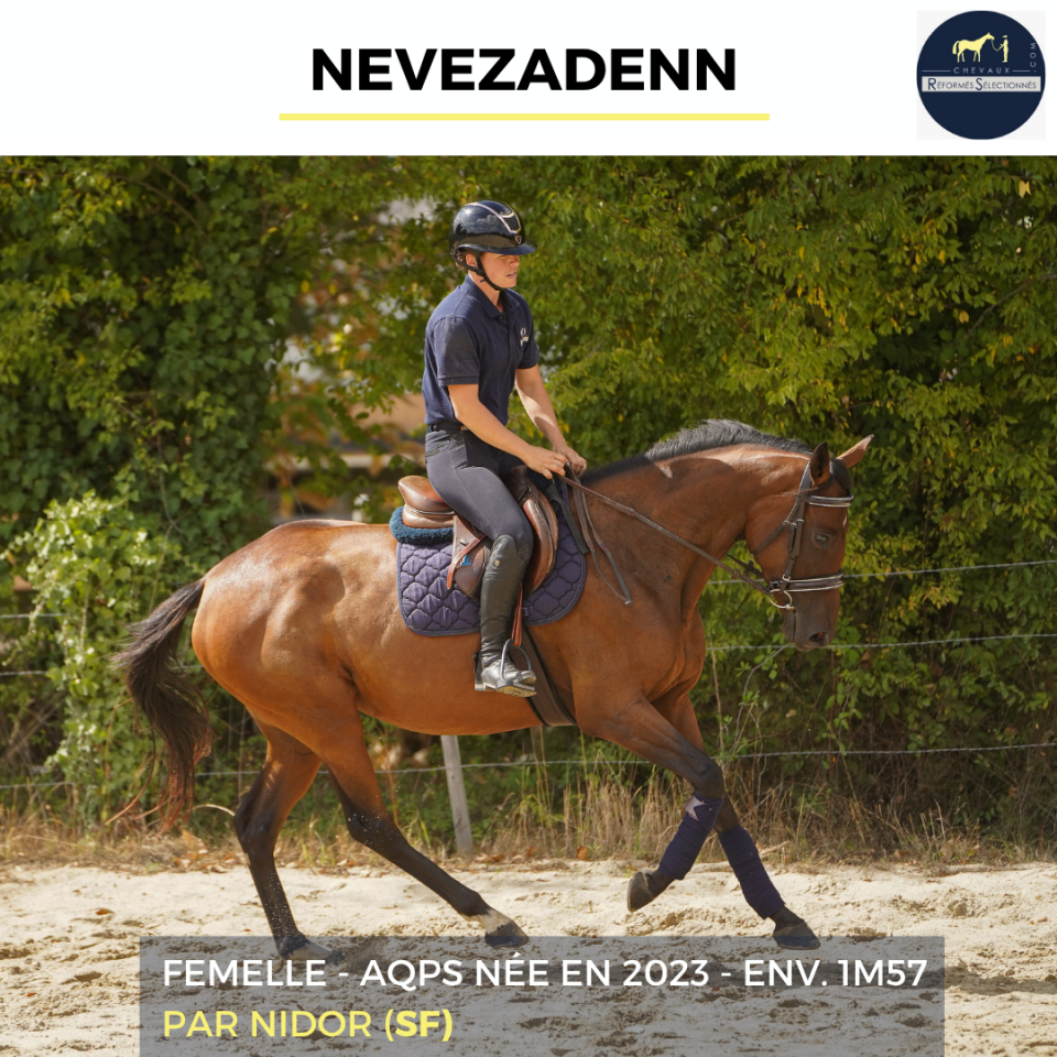 Merrie Autre Que Pur-Sang (Geen volbloed) Te koop 2023 Donker bruin / bai
