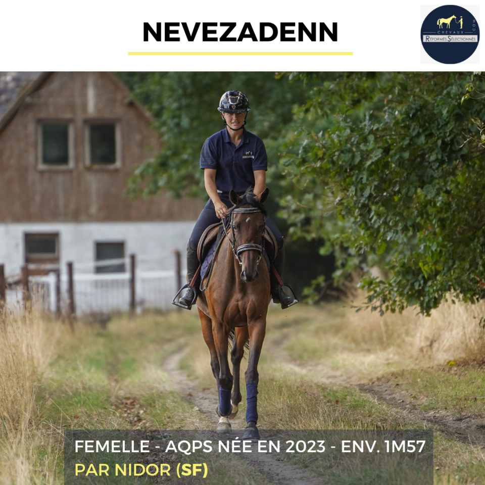 Merrie Autre Que Pur-Sang (Geen volbloed) Te koop 2023 Donker bruin / bai