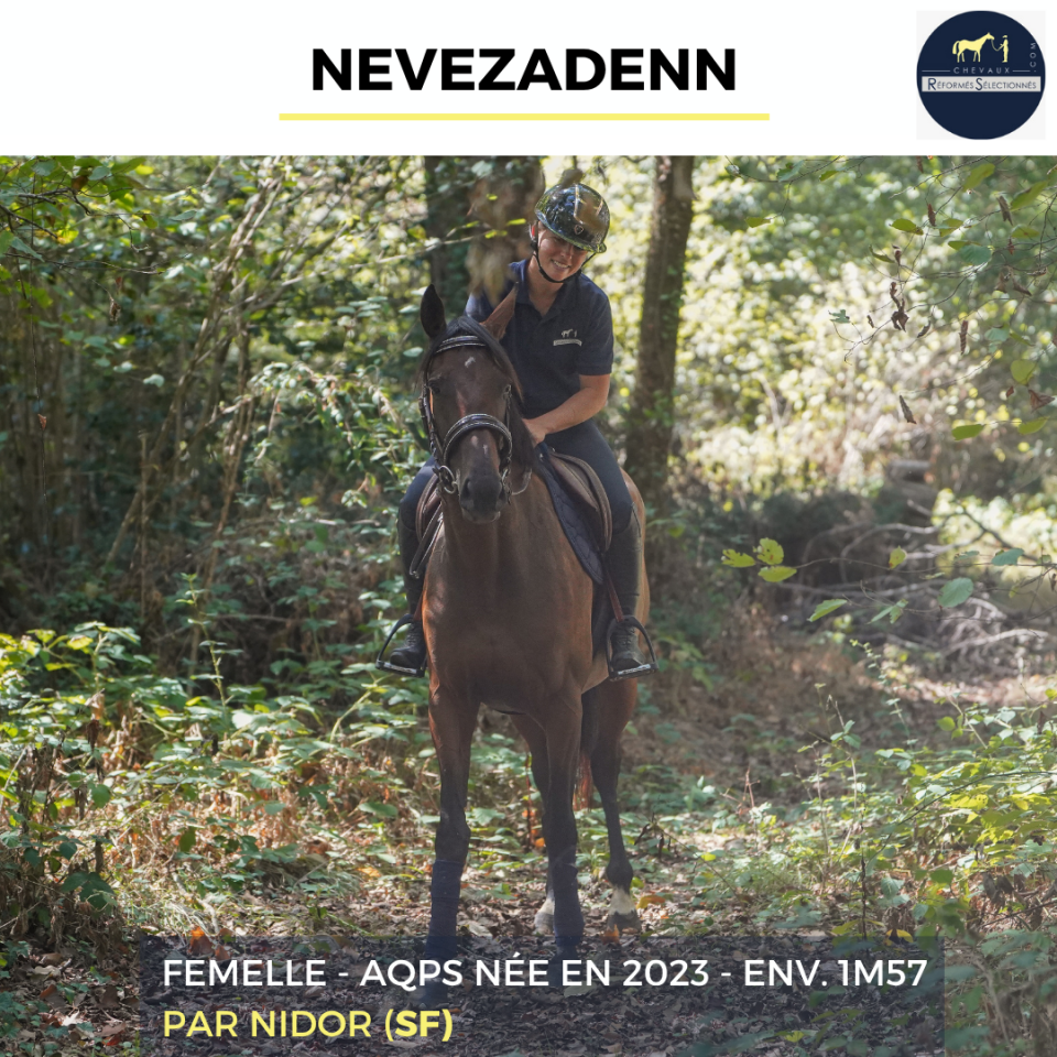 Merrie Autre Que Pur-Sang (Geen volbloed) Te koop 2023 Donker bruin / bai