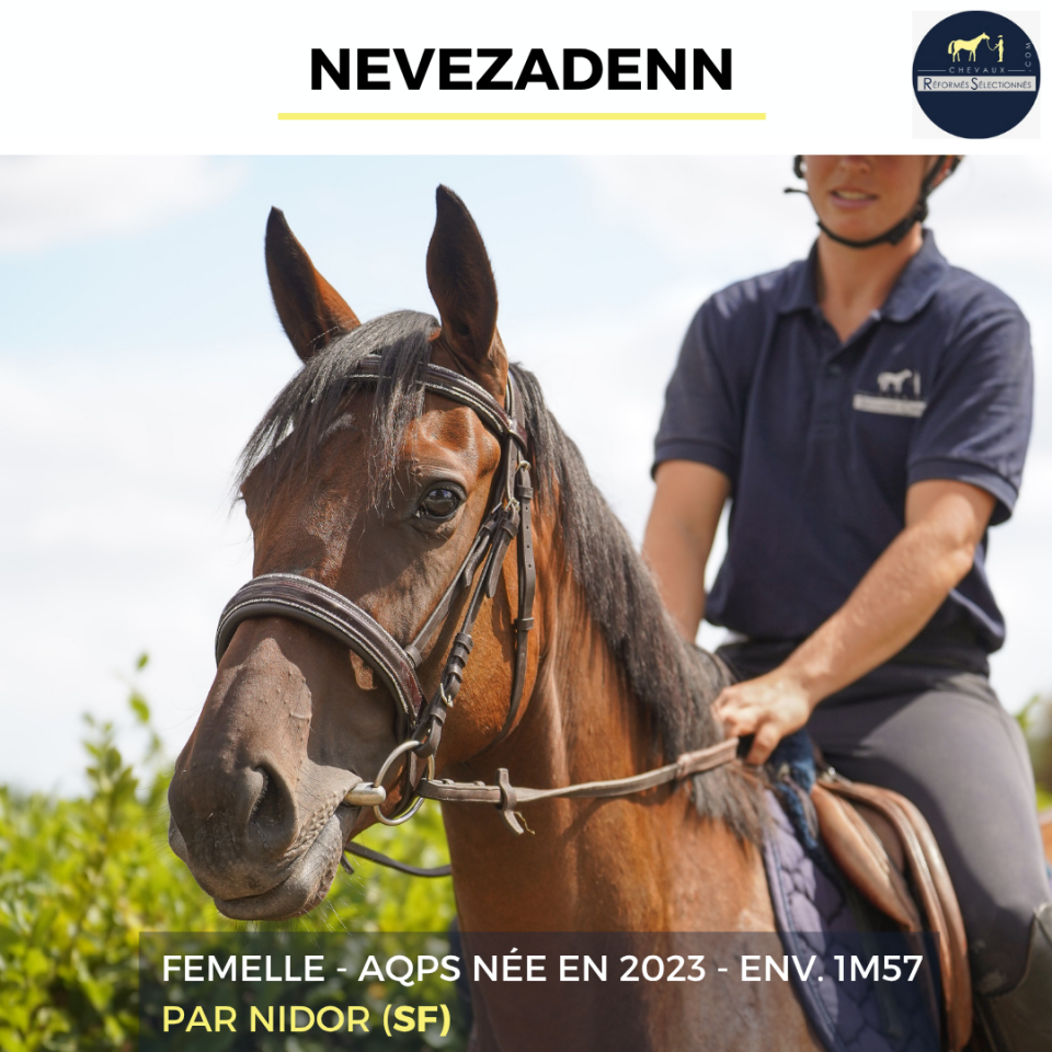 Merrie Autre Que Pur-Sang (Geen volbloed) Te koop 2023 Donker bruin / bai