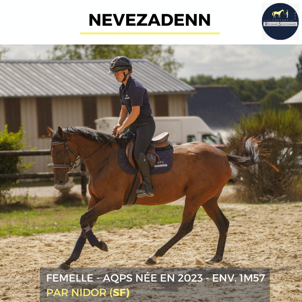 Merrie Autre Que Pur-Sang (Geen volbloed) Te koop 2023 Donker bruin / bai