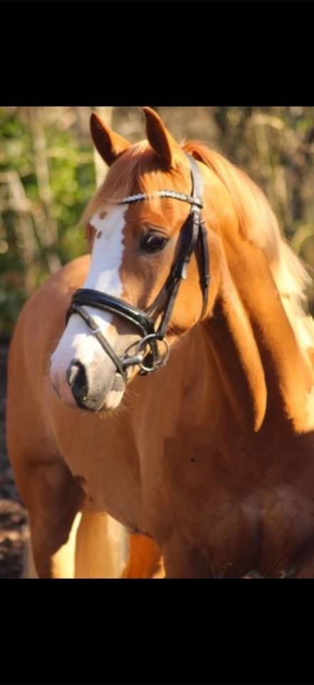 Lieve D-ponyruin te koop &ndash; Barnie Van De Loh&ouml;fte