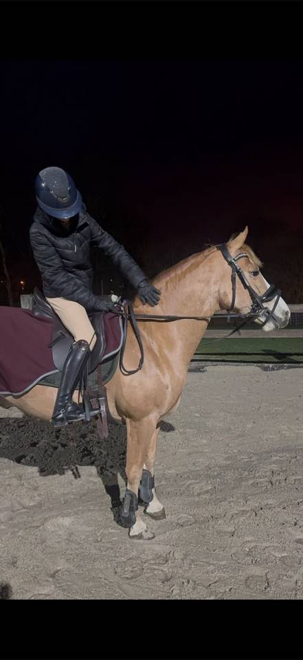 Lieve D-ponyruin te koop &ndash; Barnie Van De Loh&ouml;fte