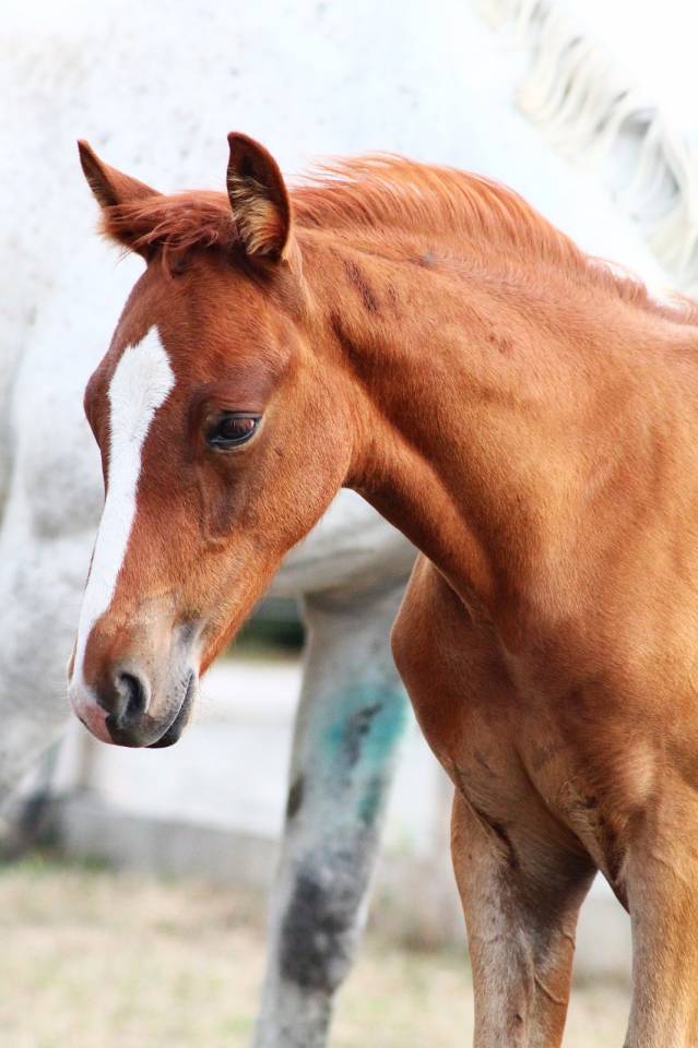 Veulen (vr) Franse rijpony PFS Te koop 2026 Vos