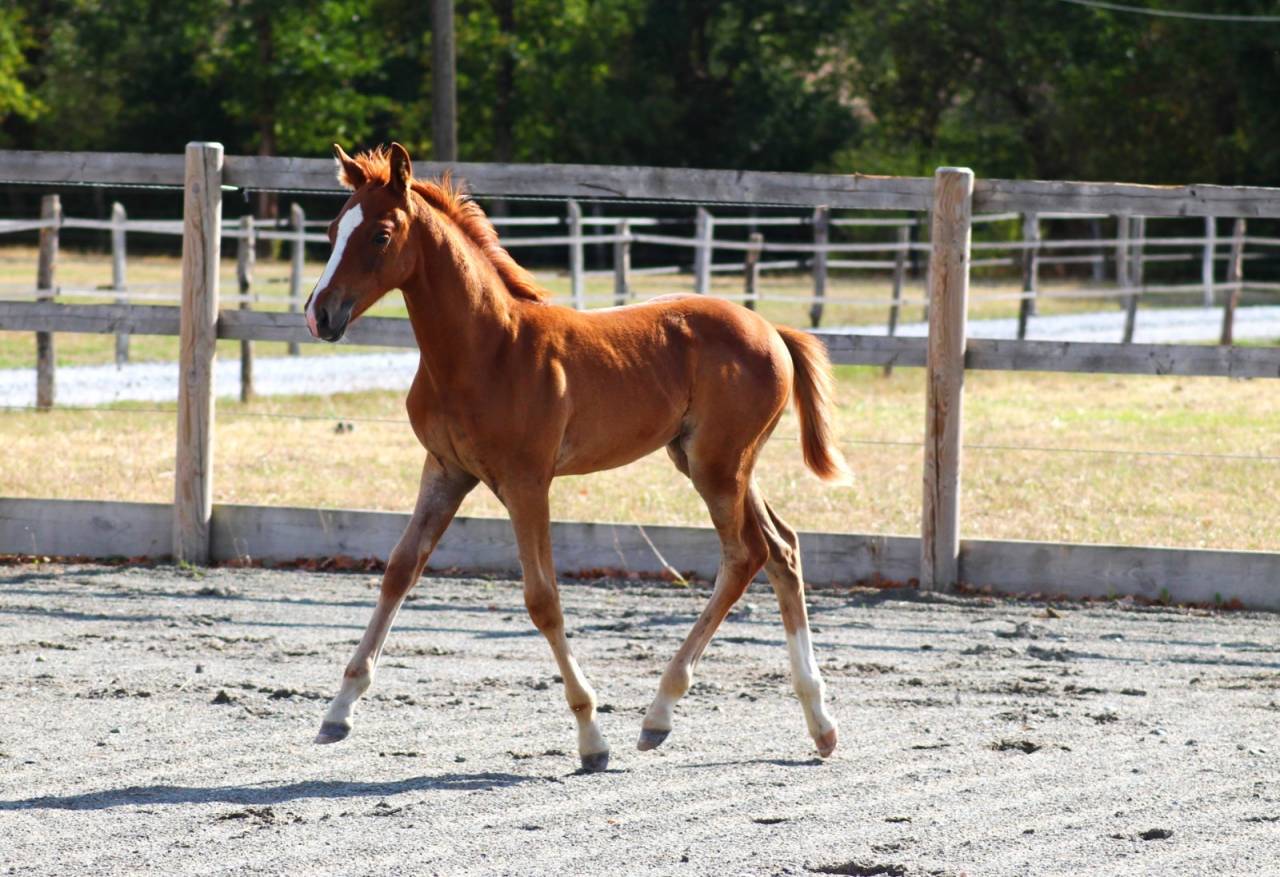 Veulen (vr) Franse rijpony PFS Te koop 2026 Vos