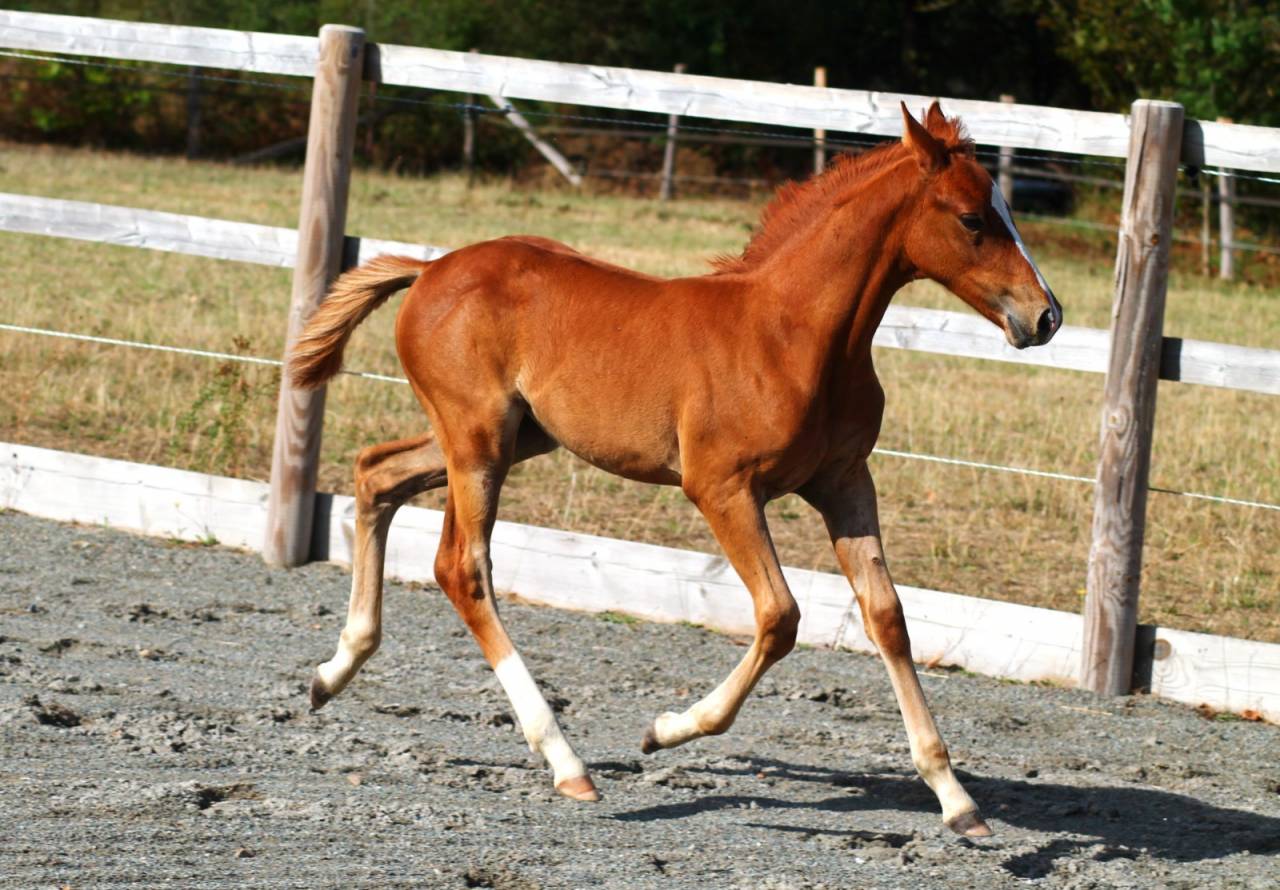 Veulen (vr) Franse rijpony PFS Te koop 2026 Vos