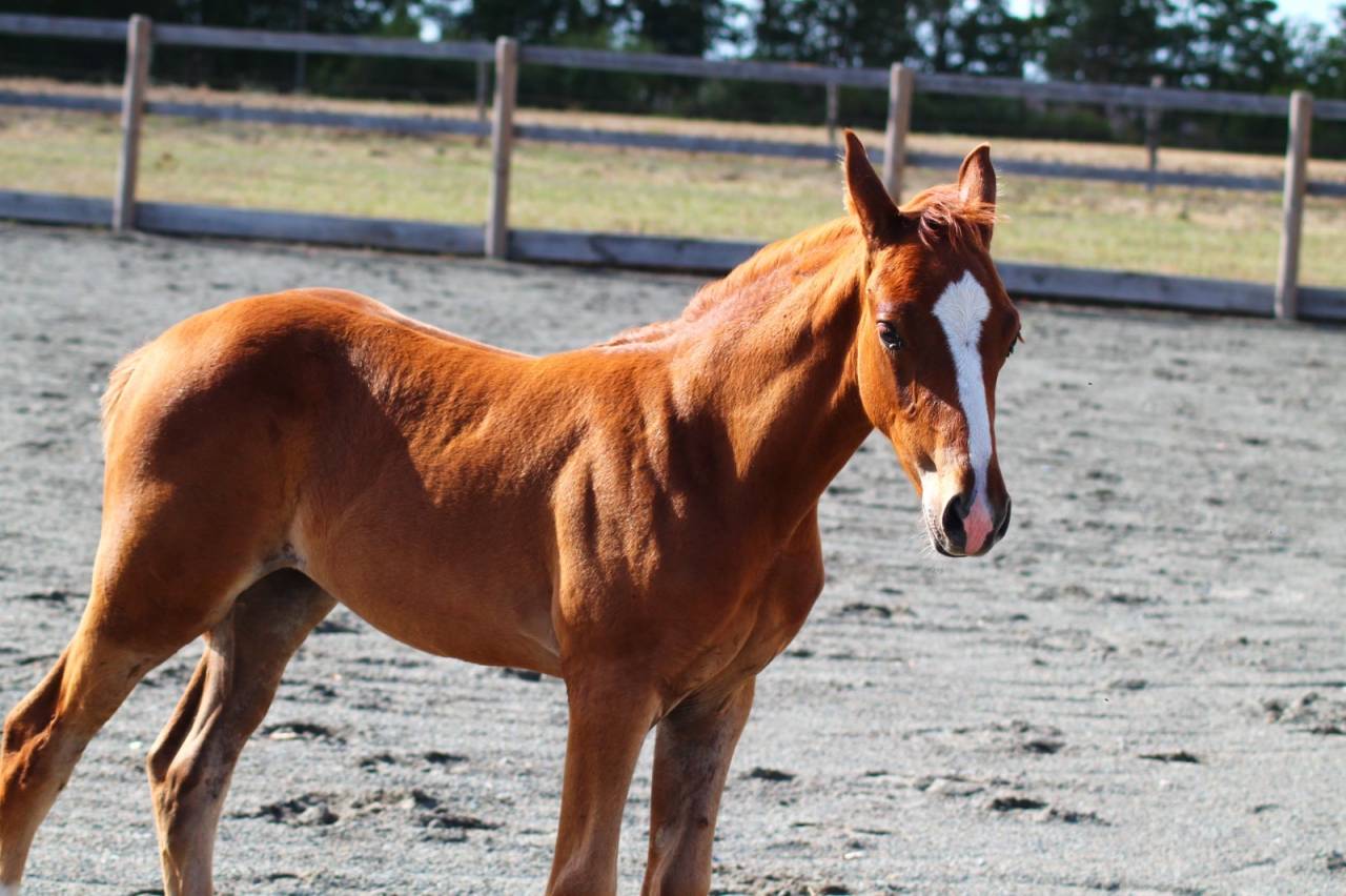 Veulen (vr) Franse rijpony PFS Te koop 2026 Vos