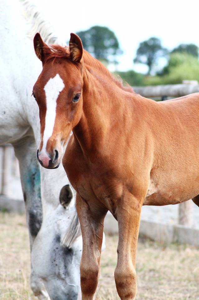 Veulen (vr) Franse rijpony PFS Te koop 2026 Vos