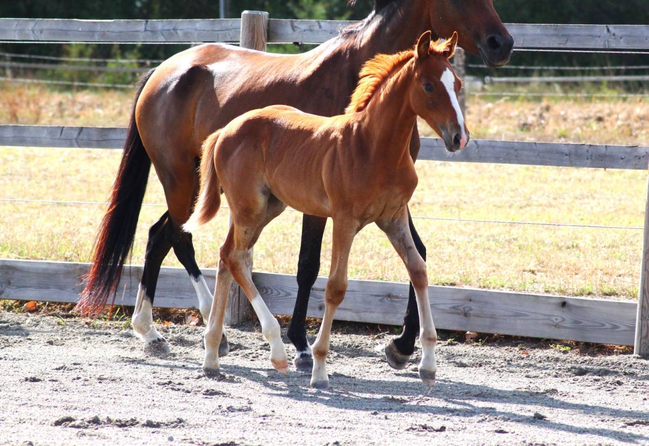 Veulen (vr) Franse rijpony PFS Te koop 2026 Vos