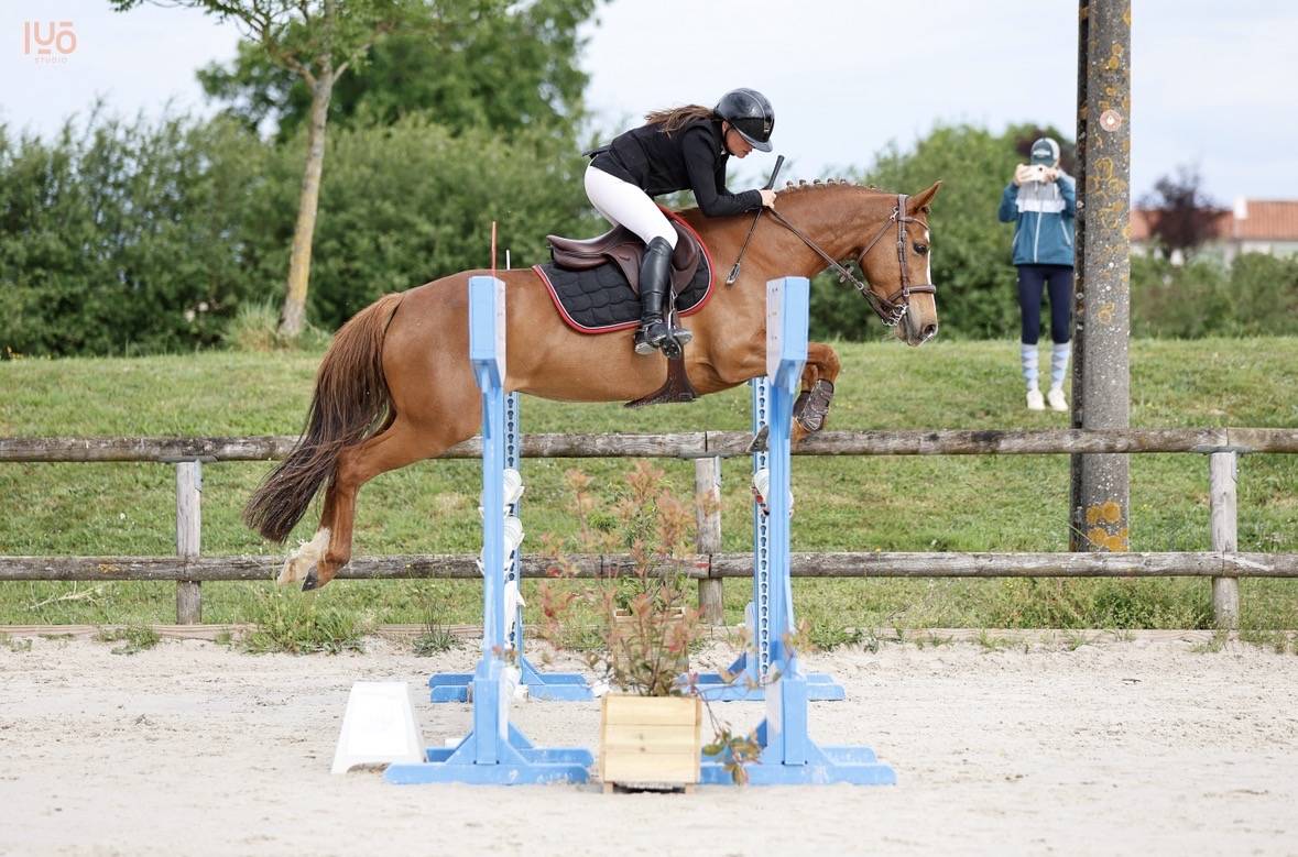 Merrie Franse rijpony PFS Te koop 2020 Vos ,  VOLUPTO DES BOURDONS