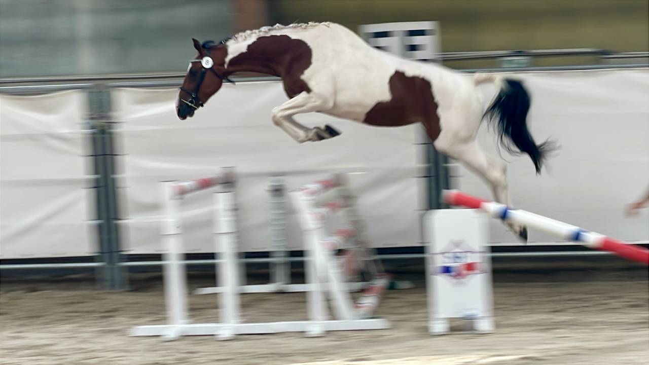 Veulen (vr) Selle Fran&ccedil;ais Te koop 2023 Bont ,  Envol van de Rib