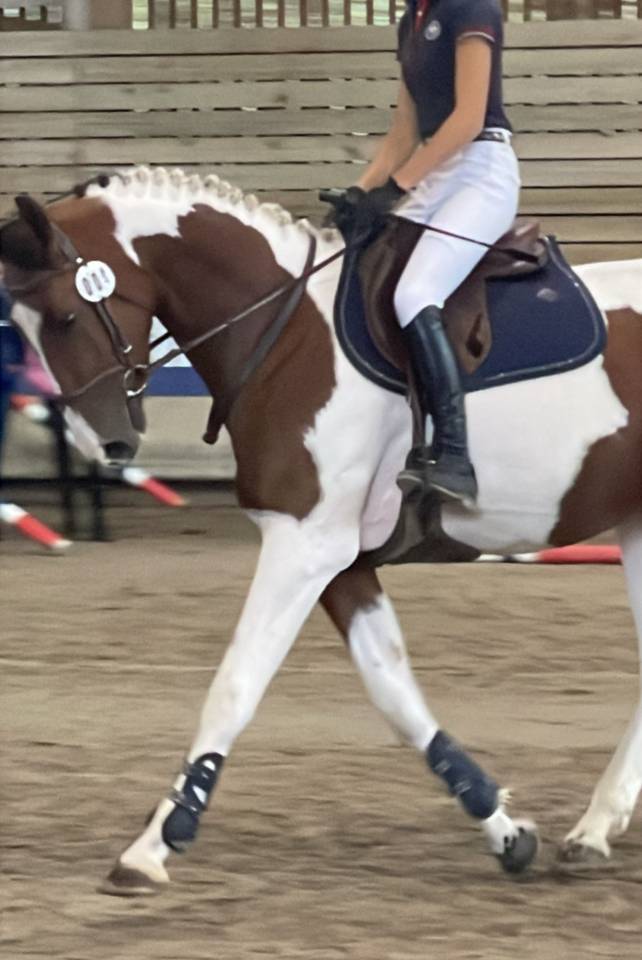 Veulen (vr) Selle Fran&ccedil;ais Te koop 2023 Bont ,  Envol van de Rib