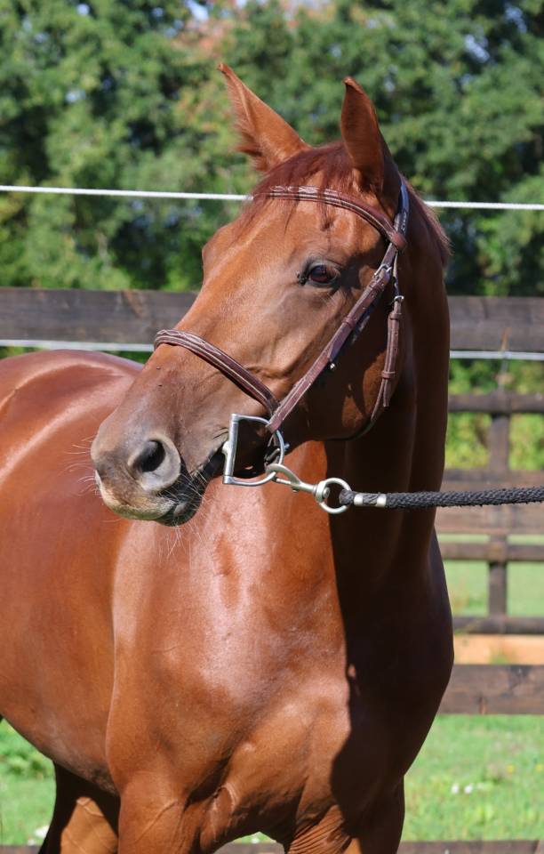 Merrie Selle Fran&ccedil;ais Te koop 2019 Vos ,  CAP KENNEDY