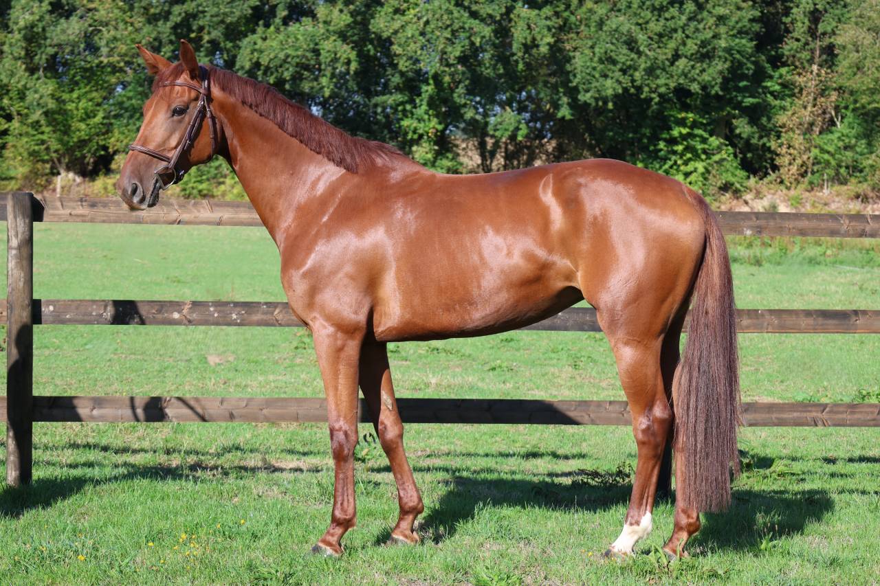 Merrie Selle Fran&ccedil;ais Te koop 2019 Vos ,  CAP KENNEDY