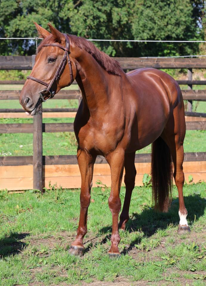 Merrie Selle Fran&ccedil;ais Te koop 2019 Vos ,  CAP KENNEDY