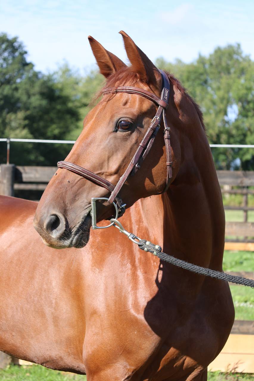 Merrie Selle Fran&ccedil;ais Te koop 2019 Vos ,  CAP KENNEDY