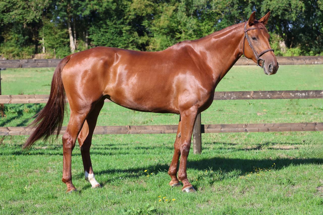 Merrie Selle Fran&ccedil;ais Te koop 2019 Vos ,  CAP KENNEDY