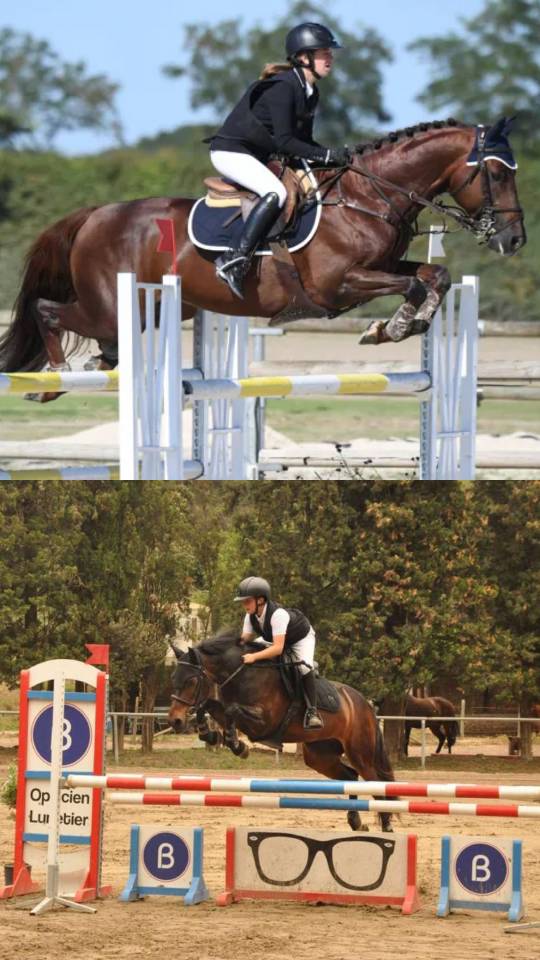 Hengst Franse rijpony PFS Te koop 2026 Bruin / Bai ,  Vedouz de nestin