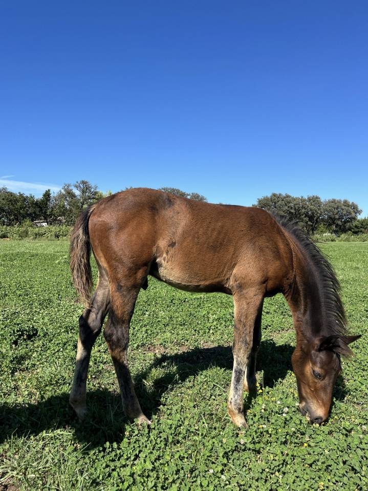 Hengst Franse rijpony PFS Te koop 2026 Bruin / Bai ,  Vedouz de nestin