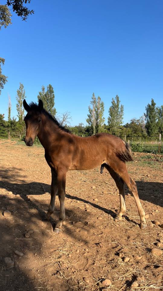 Hengst Franse rijpony PFS Te koop 2026 Bruin / Bai ,  Vedouz de nestin