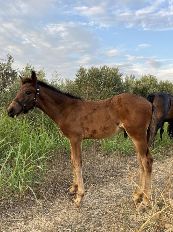 Hengst Franse rijpony PFS Te koop 2026 Bruin / Bai ,  Vedouz de nestin