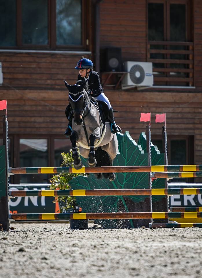 Merrie Franse rijpony PFS Te koop 2018 Bruinroan