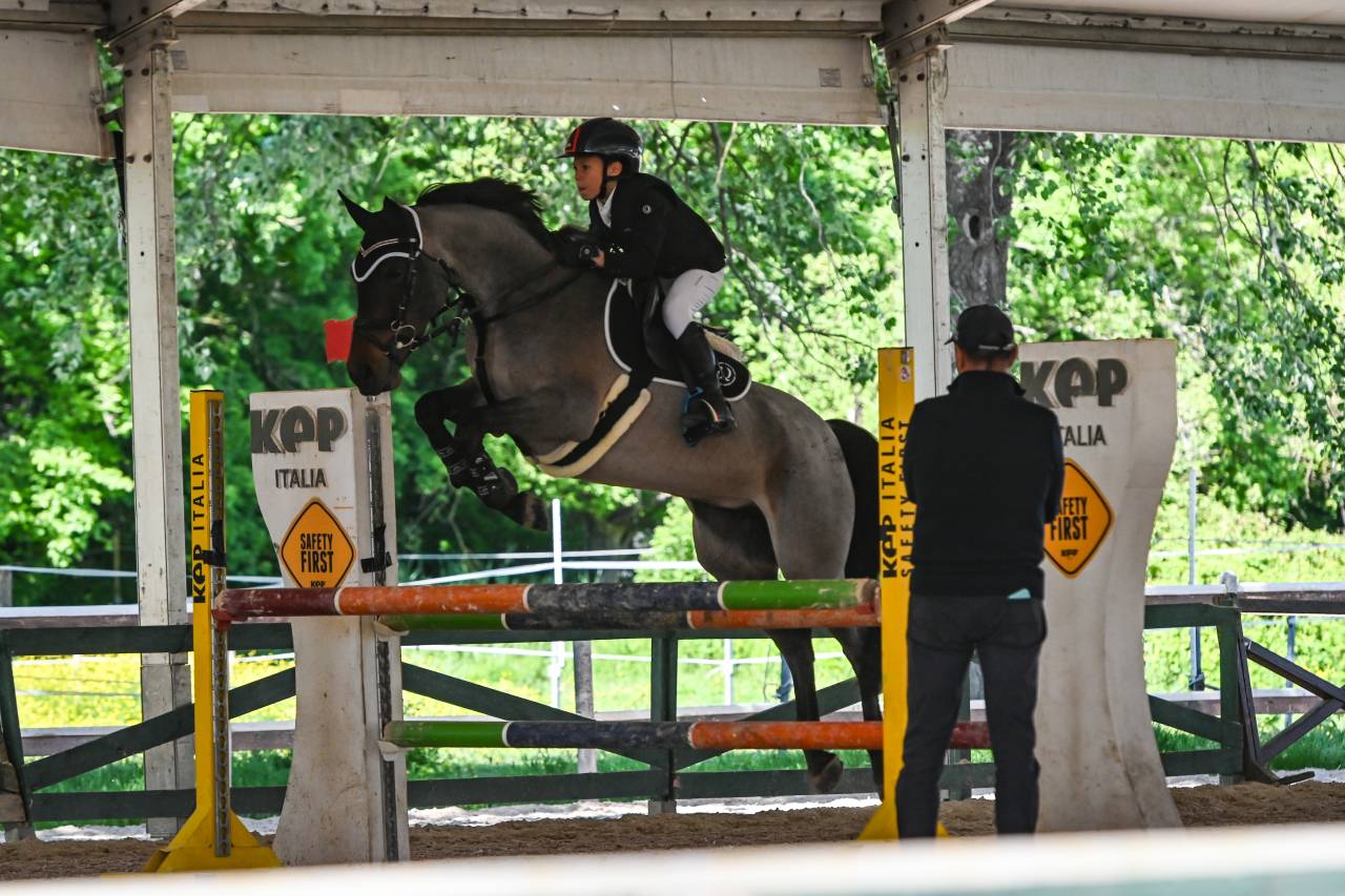Merrie Franse rijpony PFS Te koop 2018 Bruinroan