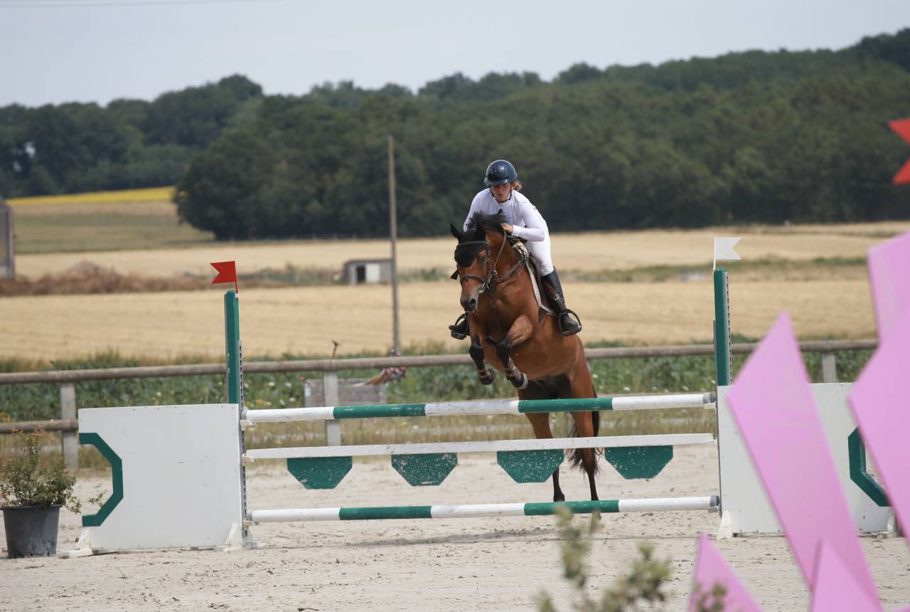 Ruin Franse rijpony PFS Te koop 2019 Donker bruin / bai ,  QUABAR DES MONCEAUX