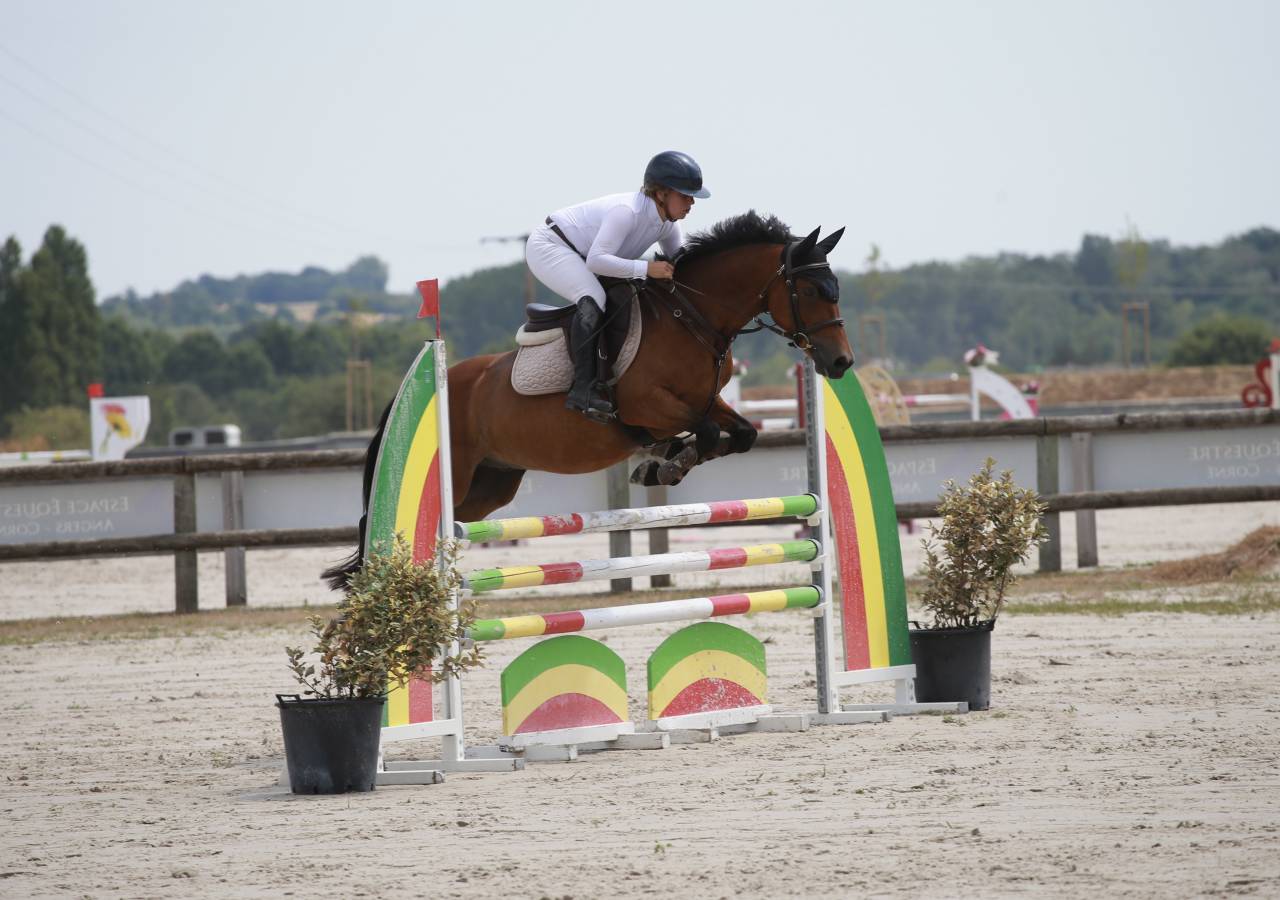 Ruin Franse rijpony PFS Te koop 2019 Donker bruin / bai ,  QUABAR DES MONCEAUX