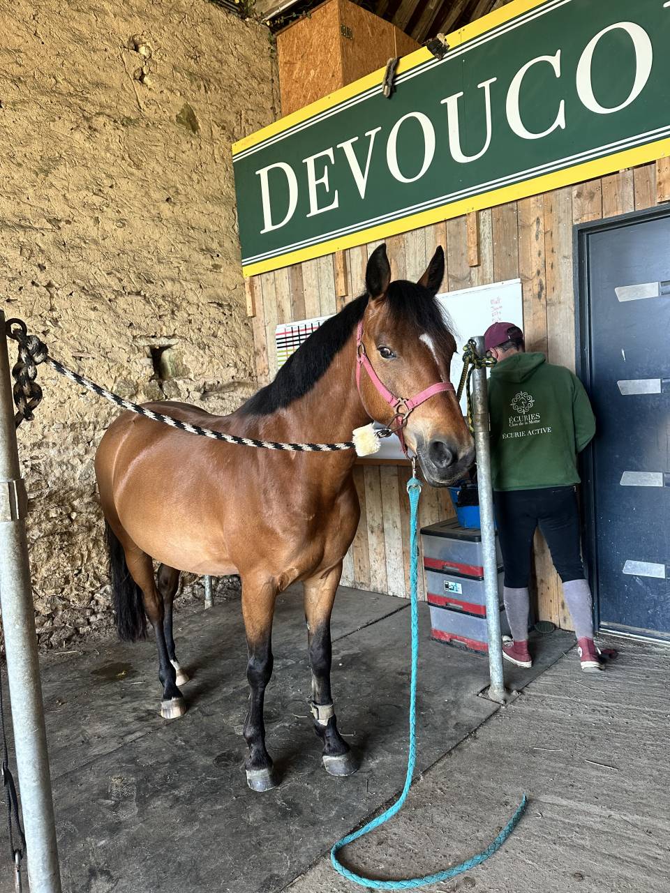 Ruin Franse rijpony PFS Te koop 2019 Donker bruin / bai ,  QUABAR DES MONCEAUX