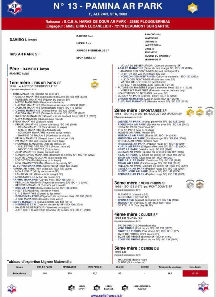 Veulen (ml) Selle Fran&ccedil;ais Te koop 2026 Bruin / Bai ,  Qlassic BM 