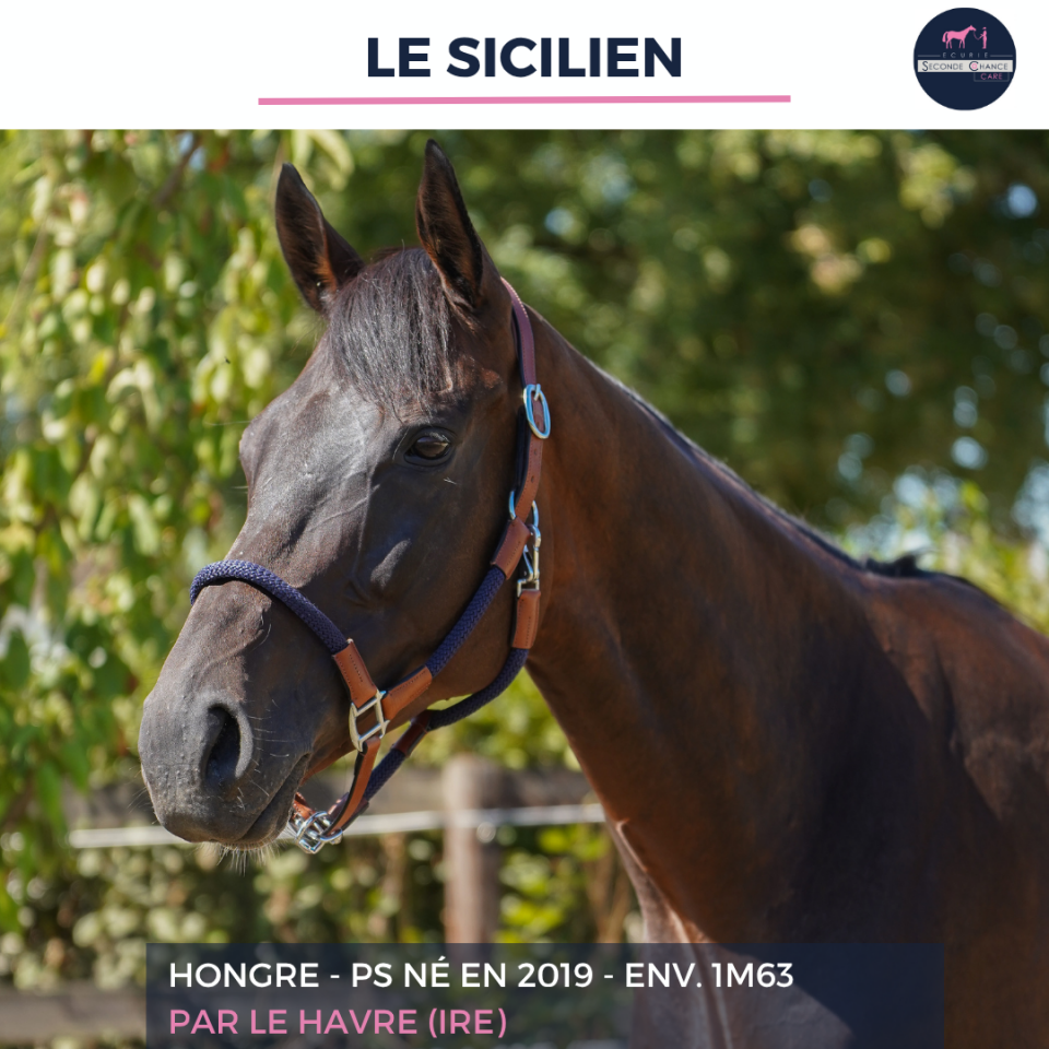 Ruin Volbloed Te koop 2019 Donker bruin / bai