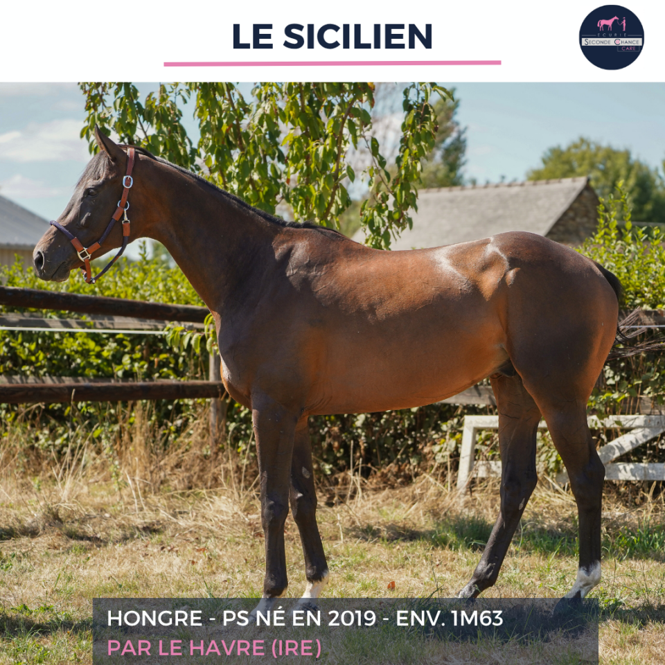 Ruin Volbloed Te koop 2019 Donker bruin / bai