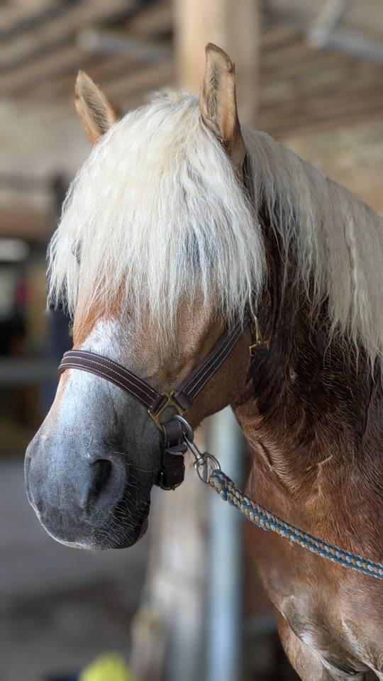 Ruin Haflinger Te koop 2019 Lichte manen en staart