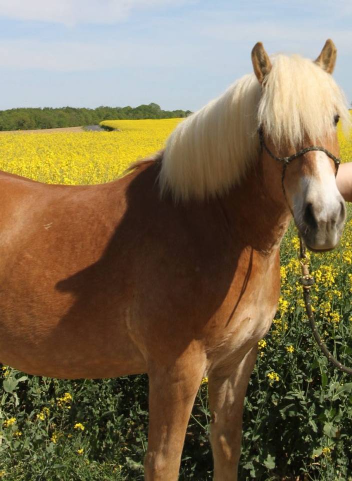 Ruin Haflinger Te koop 2019 Lichte manen en staart