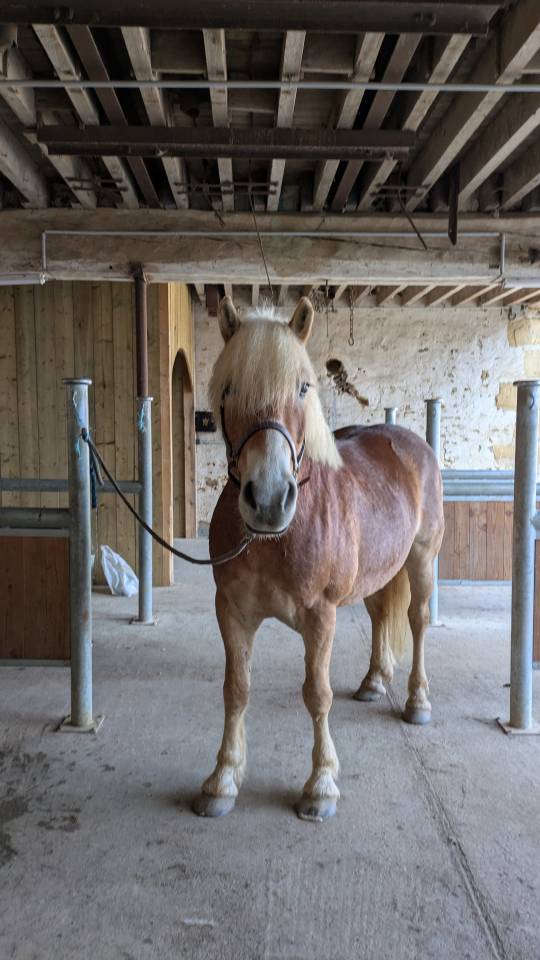 Ruin Haflinger Te koop 2019 Lichte manen en staart