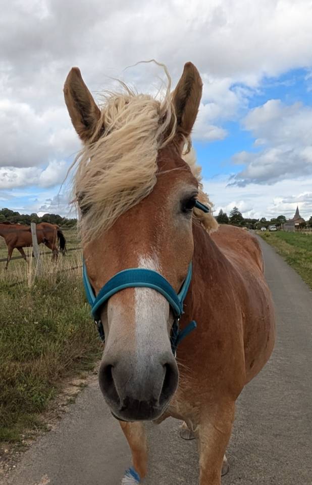 Ruin Haflinger Te koop 2019 Lichte manen en staart