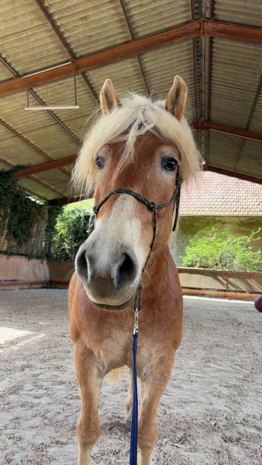 Ruin Haflinger Te koop 2019 Lichte manen en staart
