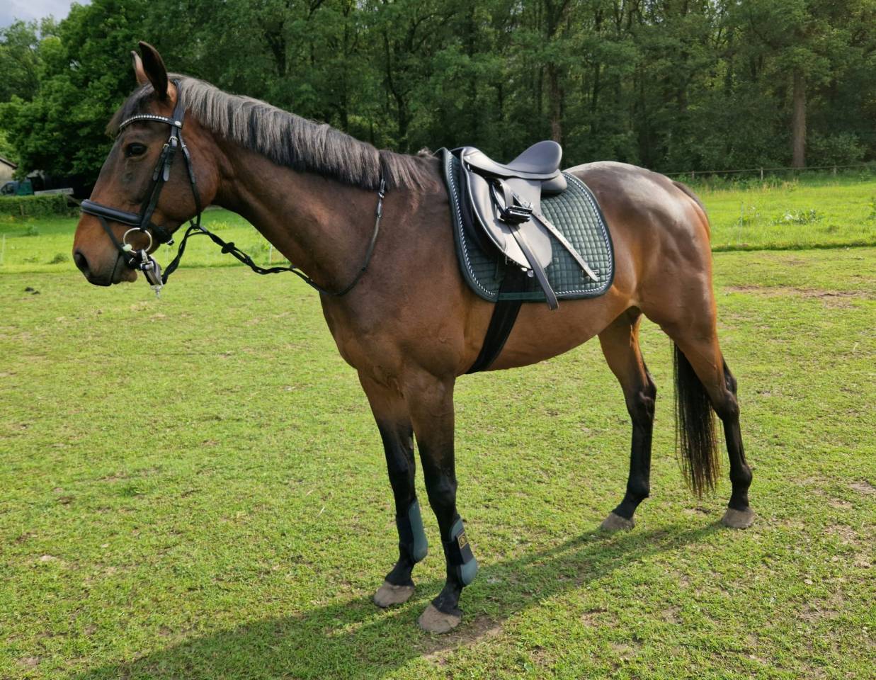 Lieve volbloedruin zoekt nieuw huisje