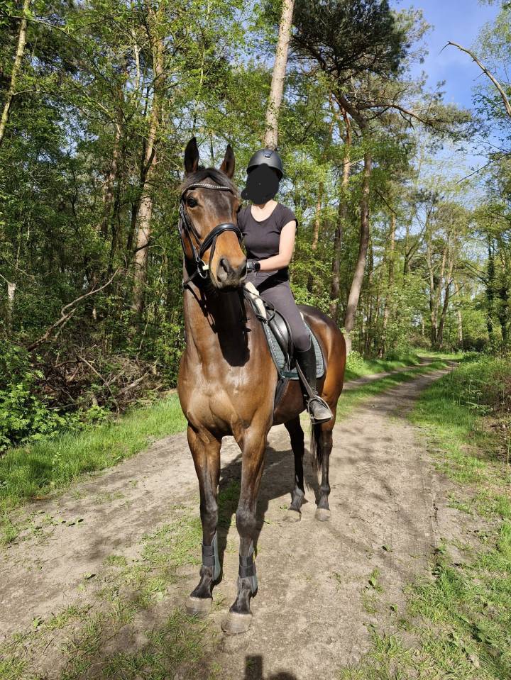 Lieve volbloedruin zoekt nieuw huisje