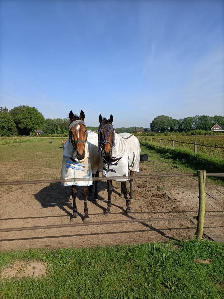 Lieve volbloedruin zoekt nieuw huisje
