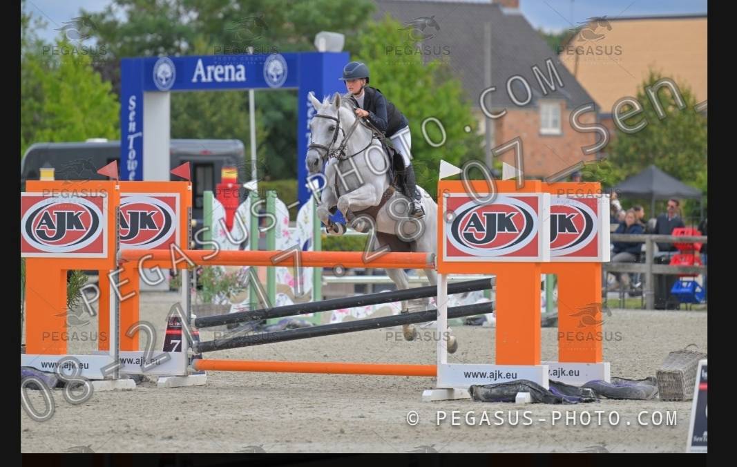Merrie Belgische pony Te koop 2012 Schimmel