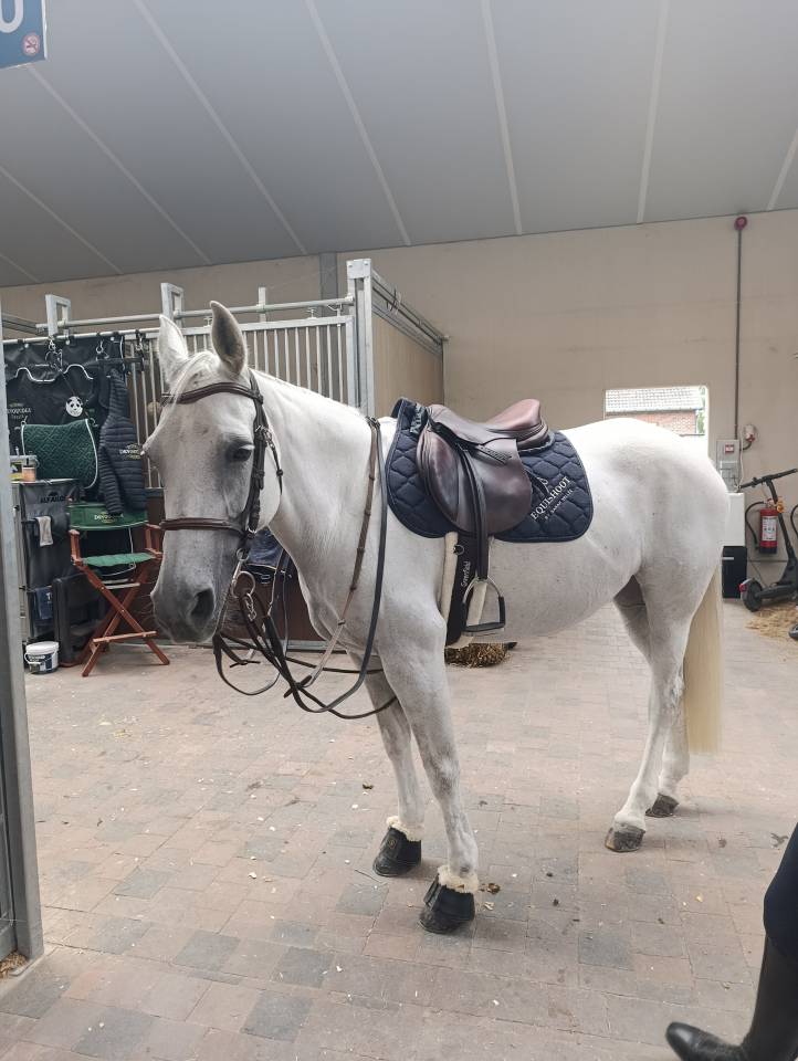 Merrie Belgische pony Te koop 2012 Schimmel