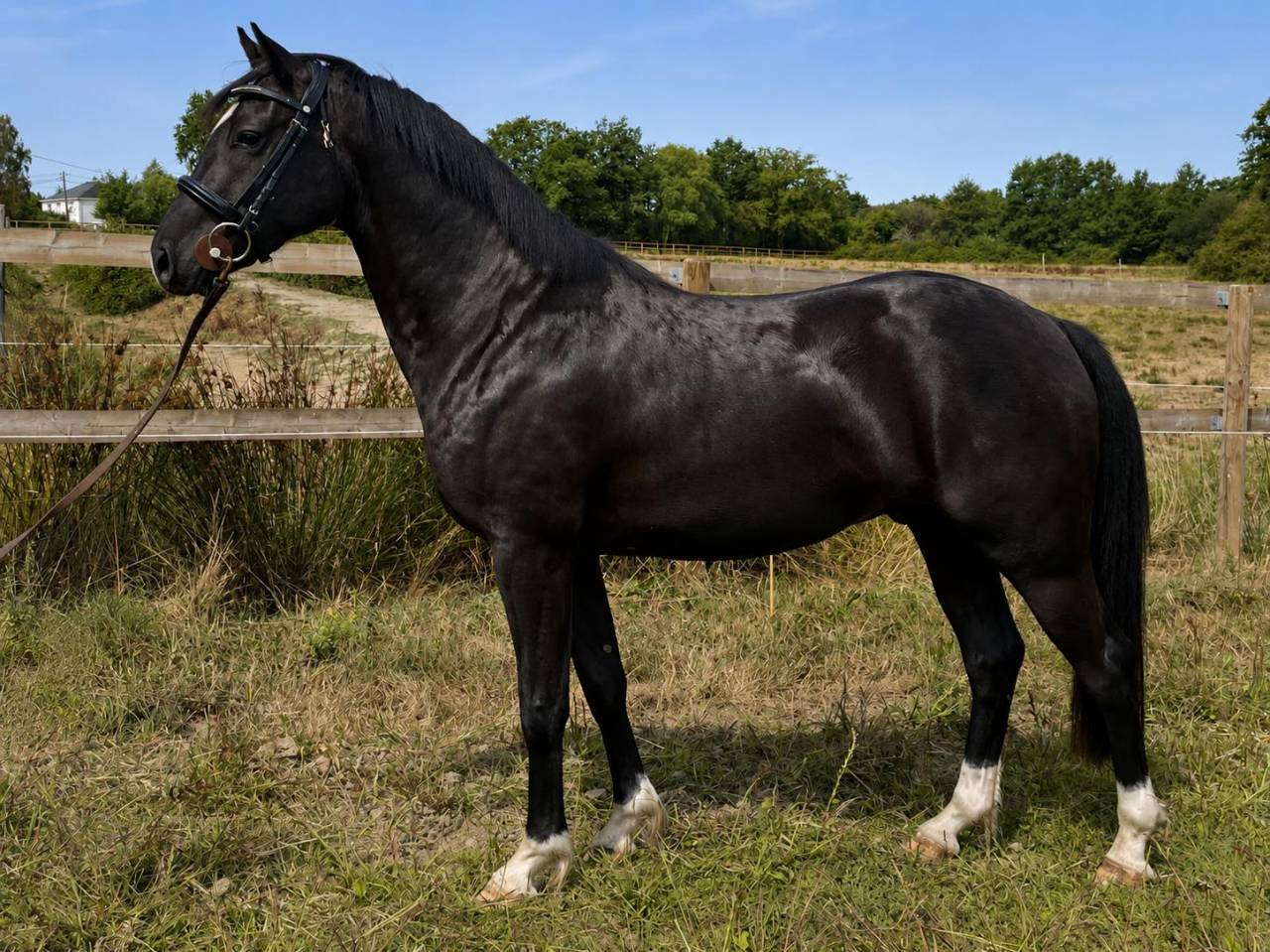 Ruin Franse rijpony PFS Te koop 2023 Zwart