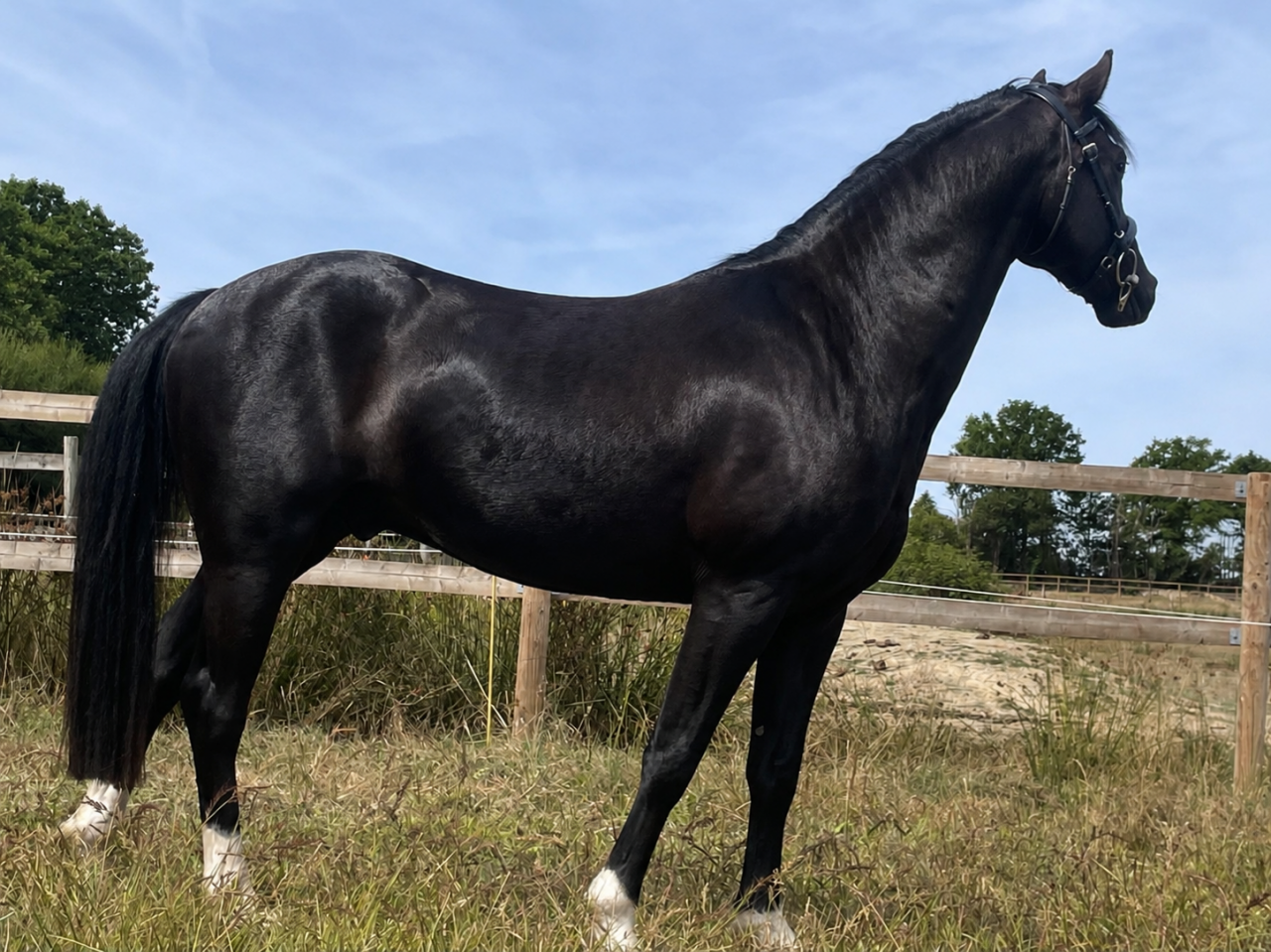 Ruin Franse rijpony PFS Te koop 2023 Zwart