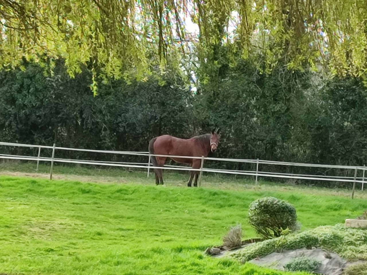 Ruin Franse draver  Te koop 2016 Donker bruin / bai ,  VOYAGE DE REVE
