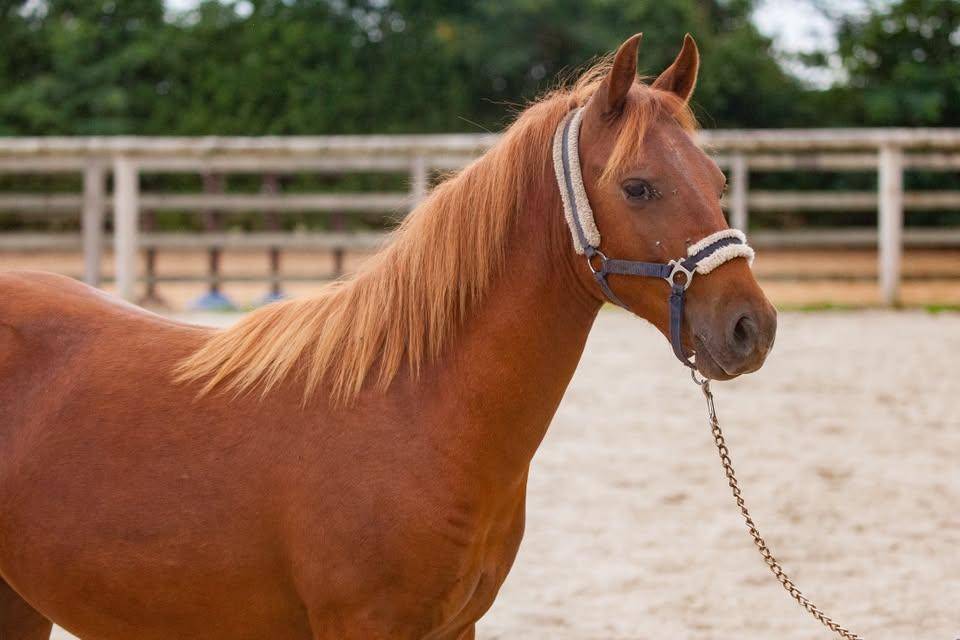 Merrie New Forest Te koop 2025 Vos ,  L'ancelot du m&eacute;nage