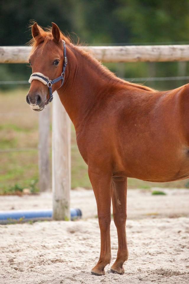 Merrie New Forest Te koop 2025 Vos ,  L'ancelot du m&eacute;nage