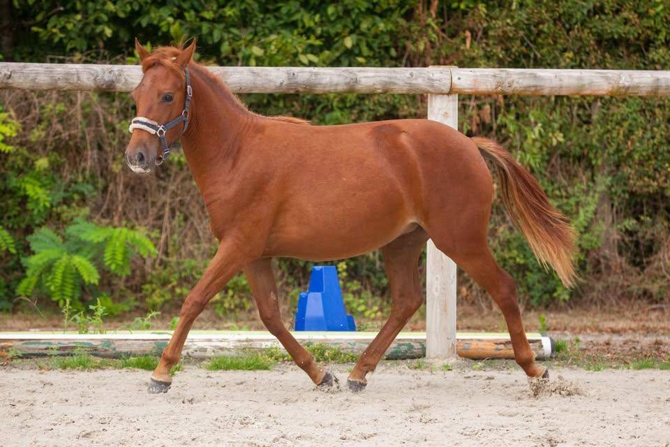Merrie New Forest Te koop 2025 Vos ,  L'ancelot du m&eacute;nage